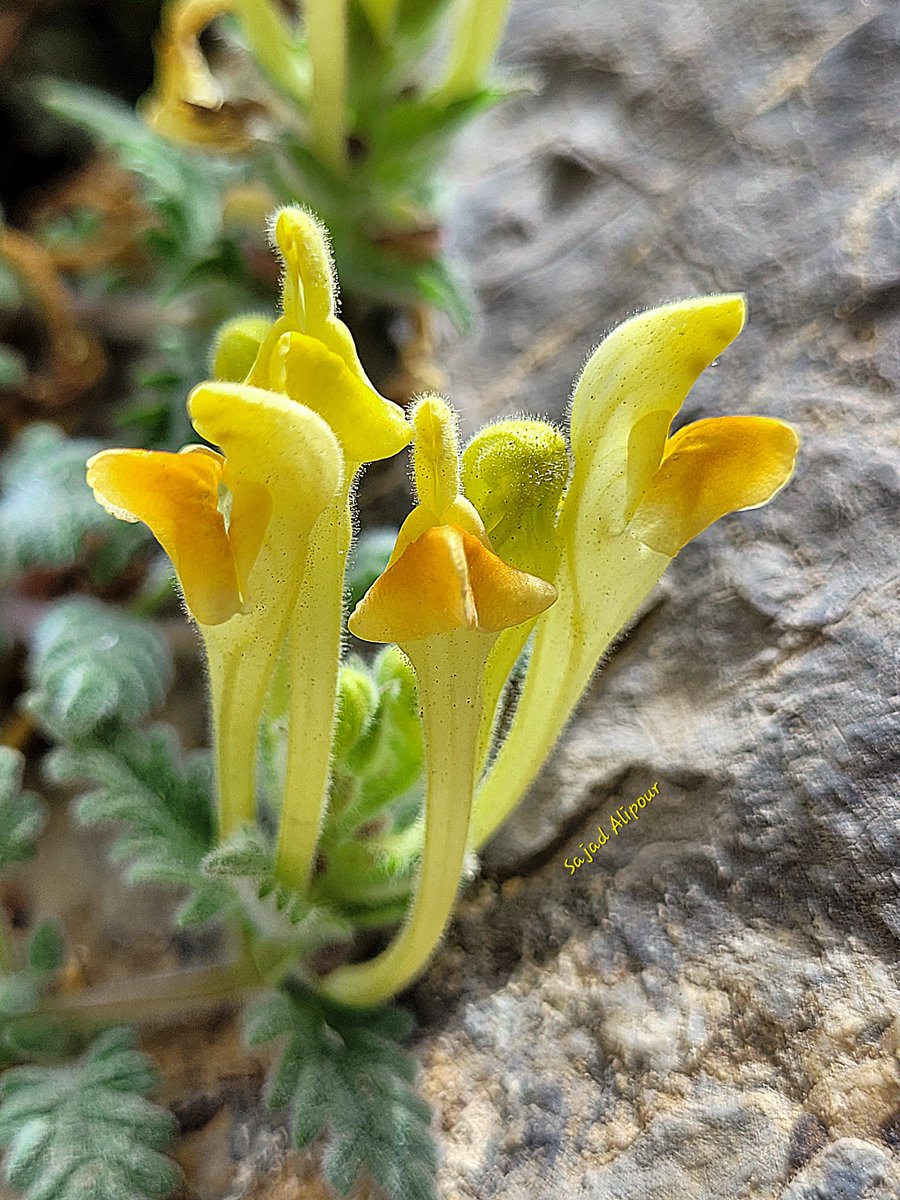 Scutellaria pinnatifida
Lamiaceae 
15h July 2023
Mazandaran, Iran
Altitude: 2550