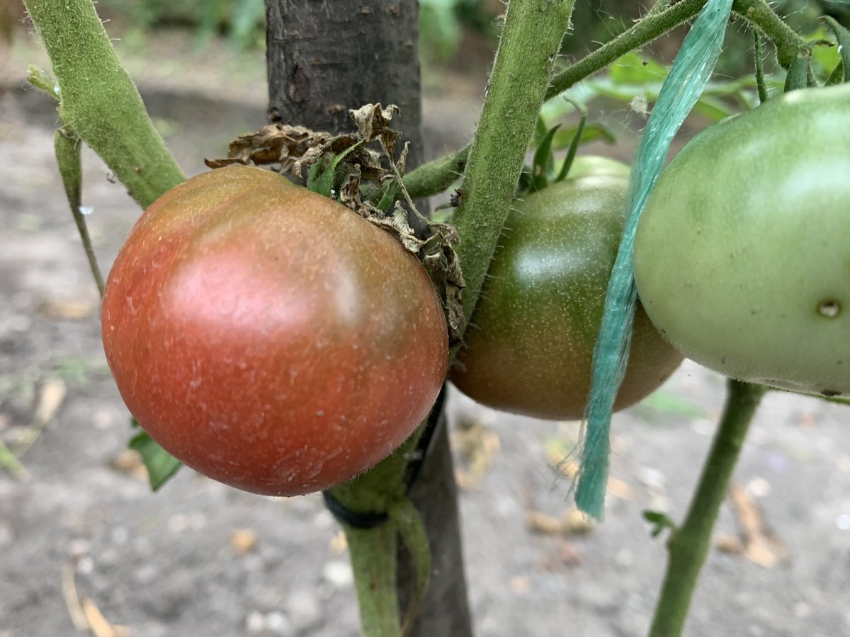 easyrider7od7's tweet photo. Kasno smo sadili ali eto 60. dan se pojavilo par komada
Hvala @svetionicar 🤗
#orangeOXheart #brandywineblack
#easygarden #staresorte 🍅 https://t.co/gzo6ZzXy9E