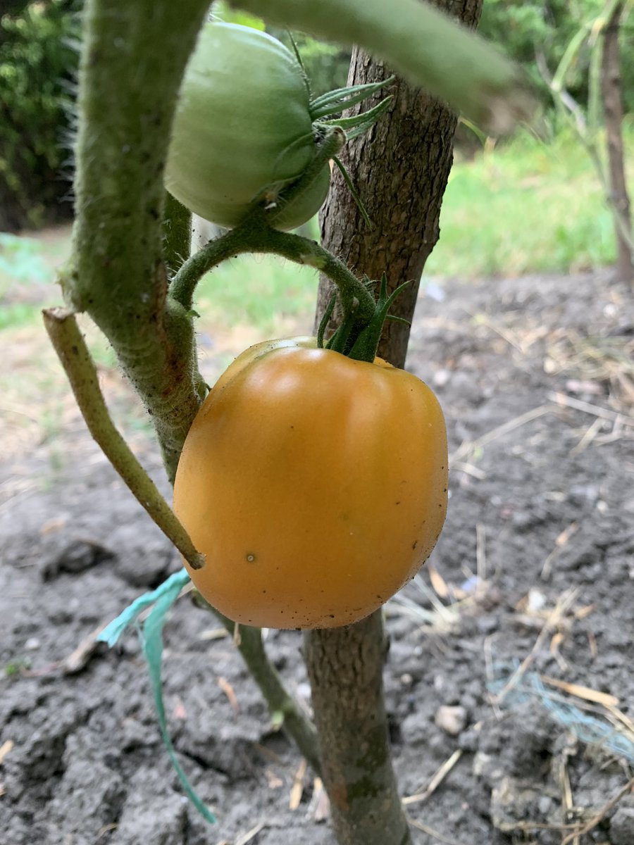 easyrider7od7's tweet photo. Kasno smo sadili ali eto 60. dan se pojavilo par komada
Hvala @svetionicar 🤗
#orangeOXheart #brandywineblack
#easygarden #staresorte 🍅 https://t.co/gzo6ZzXy9E