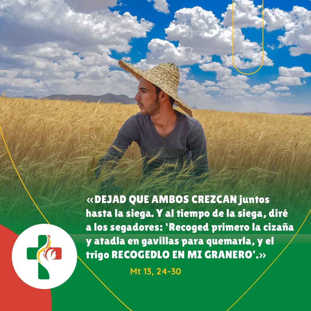 jmj_es's tweet image. En este Evangelio, Jesús nos cuenta una parábola para hablarnos del Reino de Dios ✨🙏

El trigo y la cizaña, que representan el bien y el mal, crecen tan entrelazados que en este mundo nunca podremos separarlos por completo 🌾 

#JMJ #Lisboa2023 #Domingodelapalabra