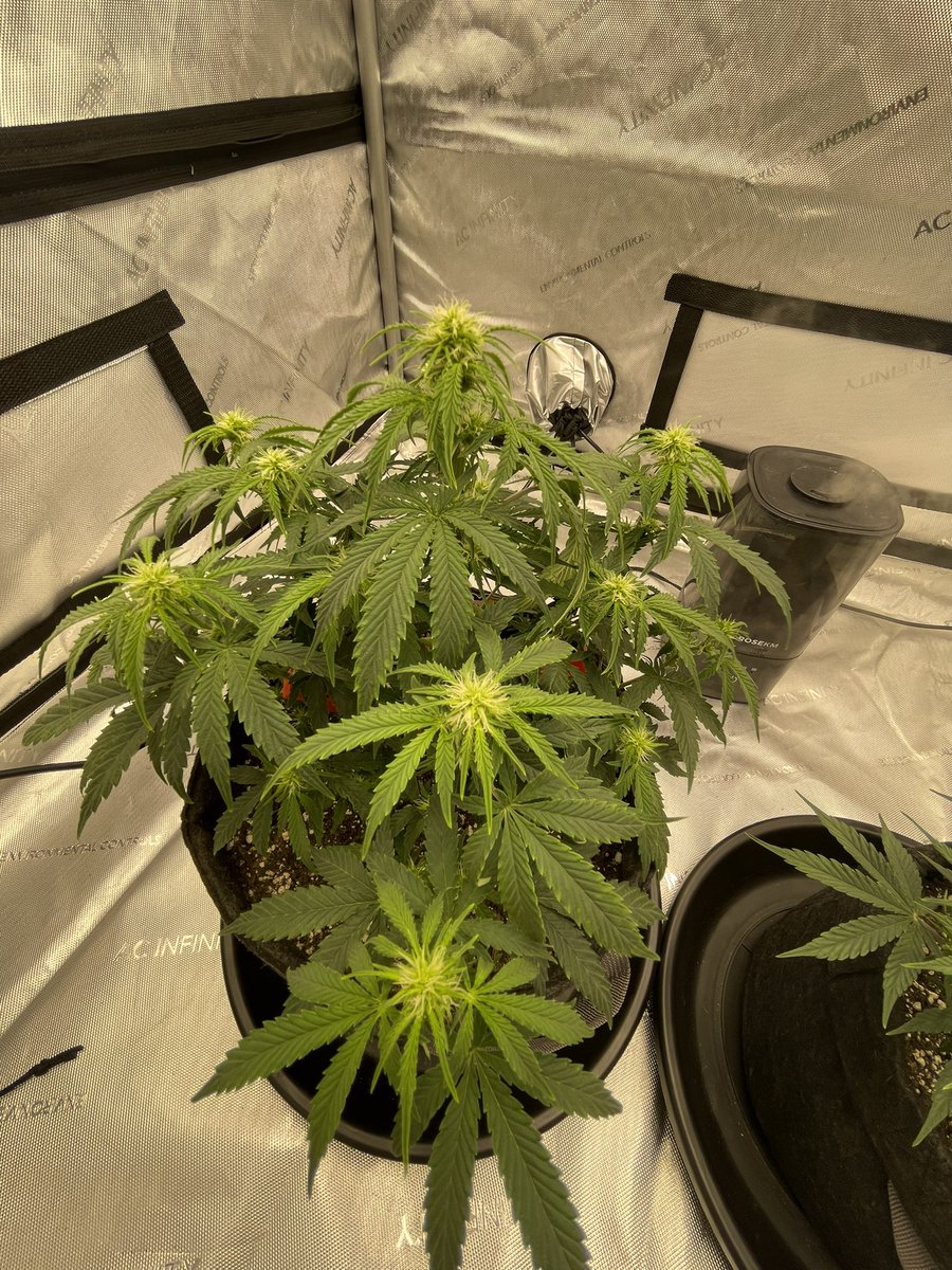 Week 1 of flower with the 3 bears og by @MephistoGenetic in the ac infinity 4x4 with the evo6 grow light at 70% @AcInfinityInc #myacgrow