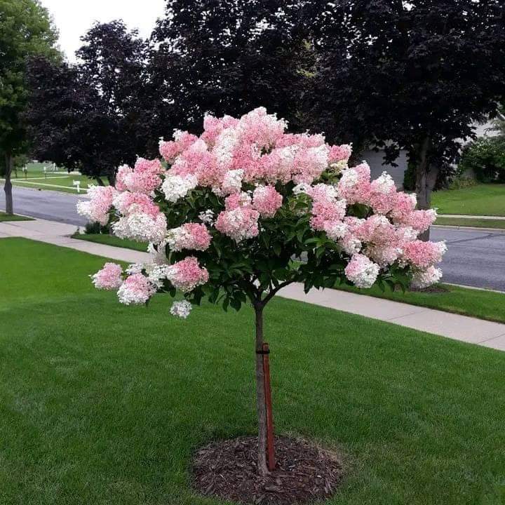 Mattoon J (@canettkathy) on Twitter photo 