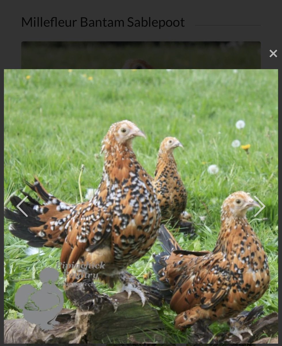 NatalieExall's tweet photo. LOST CHICKEN 🐓
Stanford-le-Hope, Essex

Branksome Avenue/ Branksome Park/ Failand Mews area

#essex #lostpet #chicken https://t.co/azSJl7OuUR