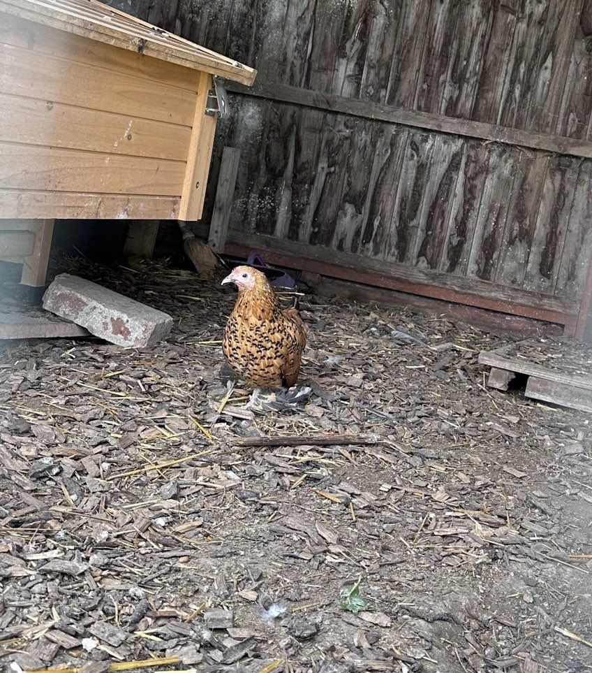 NatalieExall's tweet photo. LOST CHICKEN 🐓
Stanford-le-Hope, Essex

Branksome Avenue/ Branksome Park/ Failand Mews area

#essex #lostpet #chicken https://t.co/azSJl7OuUR