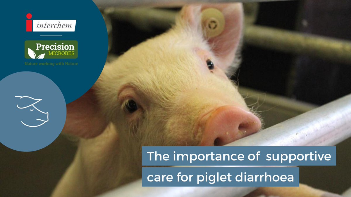 InterchemSwine's tweet photo. When administered early as part of supportive care in piglet #diarrhoea @PM_animalhealth is extremely effective at #gutstabilisation. This liquid solution contains beneficial bacteria in a live dormant state in a pH-controlled environment with all their metabolites/postbiotics. https://t.co/QoBmk43jlI