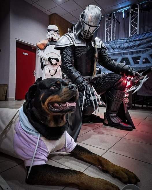 Starkiller (SL52405) pride of The <a href="/501stFrench/">501st French Garrison</a>  knows how to choose her best friends. 

#501st #MoreThanLegends #HappyDogDay #WorldDogDay #AdoptPets <a href="/501stLegion/">501st Legion</a>