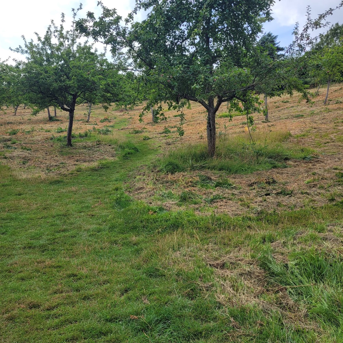 A new field gate and kissing gate have been installed by the ranger team in the top orchard at Cockington this week. They have also been cutting back the bracken to prevent it from spreading in the orchard.

#kissinggate #cockingtonorchard #orchard #bracken #countrysiderangers