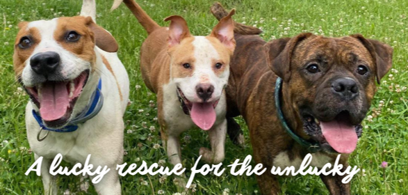 Lucky 13 hotsell dog rescue