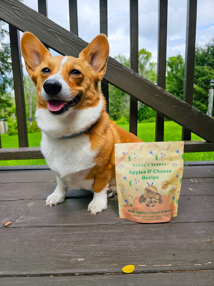 Have you tried the Apples and Cheese @boccesbakery
Treats yet? I gib em 10/10 paws! 🐾
🛒 save 15% off your order with code EINZELDA15 at checkout on boccesbakery.com/discount/EINZE…
#corgi #corgipuppy #einzelda #CorgiCrew #corgioftwitter #dog #dogsoftwitter #doggy