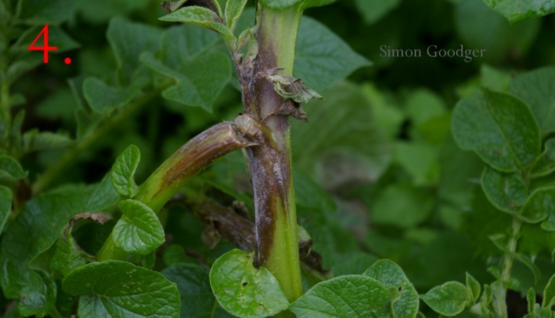 Simon Goodger (@goodgersimon) on Twitter photo Which of these images show symptoms of Potato Blight?
<a href="/greyfergie77/">Matt</a> <a href="/Jes_Squirrell/">Jeremy Squirrell</a> <a href="/deniseinmilden/">Denise Thomas</a> <a href="/ChrisHewis/">Chris Hewis ππππ·π¦</a> <a href="/ssmshah/">Dr. Syed Shah</a> <a href="/mt765c/">The Bionic farmer</a> <a href="/KellyHewsonF/">Kelly Hewson-Fisher</a> <a href="/TimEatonCycles/">Tim Eaton</a> <a href="/dgwhoyles/">David Hoyles</a> <a href="/DavidCraigFarm/">David Craig</a> <a href="/cropwalkerchris/">Chris Taylor</a> <a href="/jwrooke/">Jon Rooke</a> <a href="/ProduceSolution/">Produce Solutions</a> <a href="/stowgatefarm/">James Johnson</a> <a href="/angela_huckle/">Angela Huckle</a> <a href="/shropshireben/">Ben Naylor</a> Which of these images show symptoms of Potato Blight?
<a href="/greyfergie77/">Matt</a> <a href="/Jes_Squirrell/">Jeremy Squirrell</a> <a href="/deniseinmilden/">Denise Thomas</a> <a href="/ChrisHewis/">Chris Hewis ππππ·π¦</a> <a href="/ssmshah/">Dr. Syed Shah</a> <a href="/mt765c/">The Bionic farmer</a> <a href="/KellyHewsonF/">Kelly Hewson-Fisher</a> <a href="/TimEatonCycles/">Tim Eaton</a> <a href="/dgwhoyles/">David Hoyles</a> <a href="/DavidCraigFarm/">David Craig</a> <a href="/cropwalkerchris/">Chris Taylor</a> <a href="/jwrooke/">Jon Rooke</a> <a href="/ProduceSolution/">Produce Solutions</a> <a href="/stowgatefarm/">James Johnson</a> <a href="/angela_huckle/">Angela Huckle</a> <a href="/shropshireben/">Ben Naylor</a>