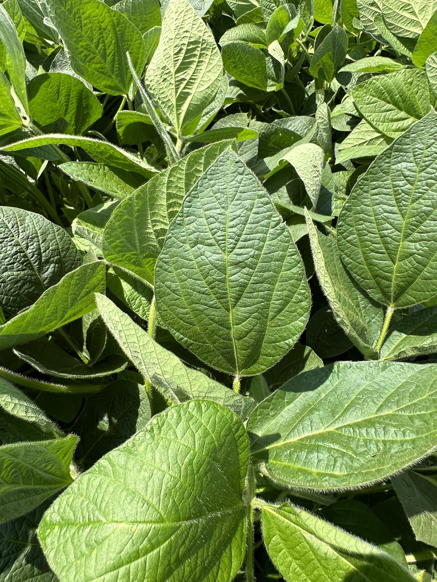 BillBackhaus's tweet photo. Perfect day to spray #Revytek & #Renestra on #GetToKnowXitavo trials. Looking at the interactions between an R3 application vs UTC x 6 Varieties x Seeding Rate (100K, 140K, 180K). XO 3803E leaf shown with Japanese Beetles present. Plus 12 other varieties x UTC @BASFAgProducts https://t.co/wJjqhyLhTO