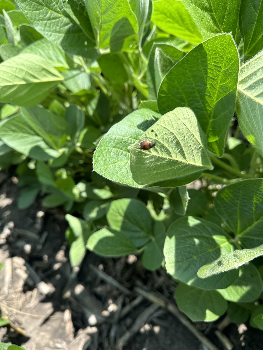 BillBackhaus's tweet photo. Perfect day to spray #Revytek & #Renestra on #GetToKnowXitavo trials. Looking at the interactions between an R3 application vs UTC x 6 Varieties x Seeding Rate (100K, 140K, 180K). XO 3803E leaf shown with Japanese Beetles present. Plus 12 other varieties x UTC @BASFAgProducts https://t.co/wJjqhyLhTO