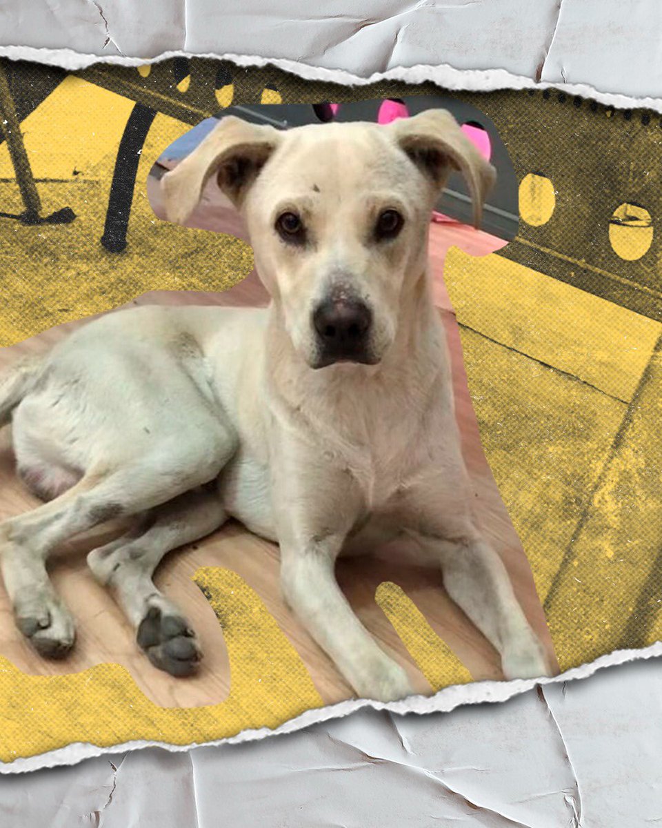 imjcorregidora's tweet photo. Hoy es el #DiaInternacionalDelPerro 
Presúmenos a tus lomitos 🐶🐾
P.D. El es Tino, un lomito voluntario que vino a pasar el rato en nuestras oficinas https://t.co/U9I11aSVnV