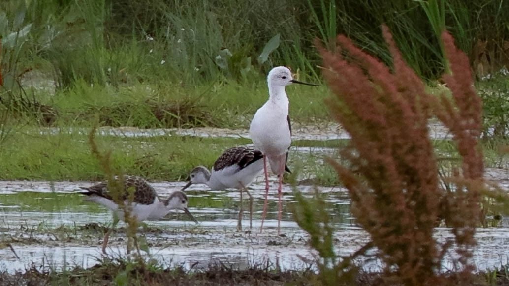 Spent some time filming (from a very long way away) these rare birds in east Kent yesterday. A pair of Black Winged Stilts have raised 4 chicks. See more on @bbcsoutheast at 1830. @Natures_Voice @RSPBEngland