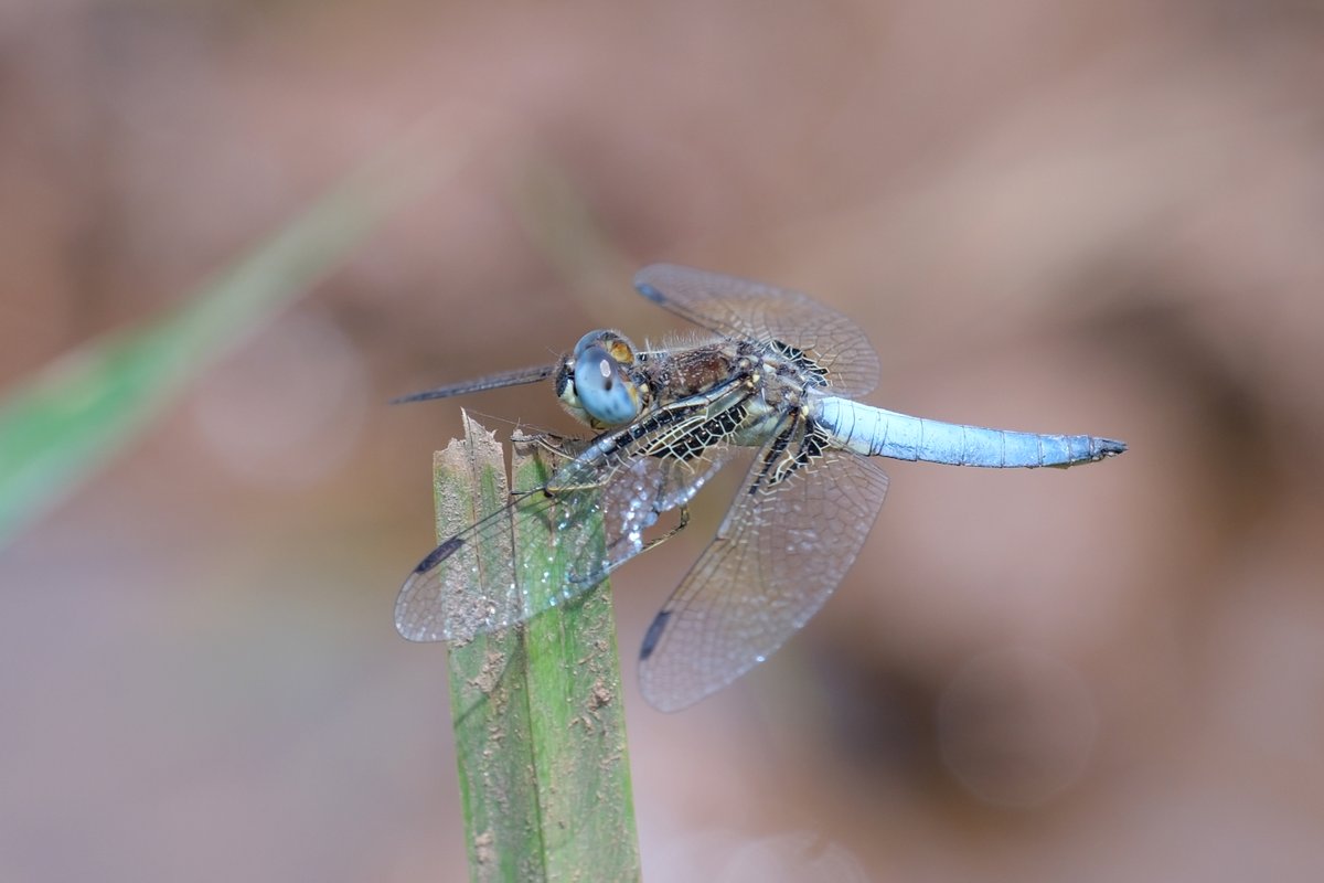 Lars L. Iversen tweet media