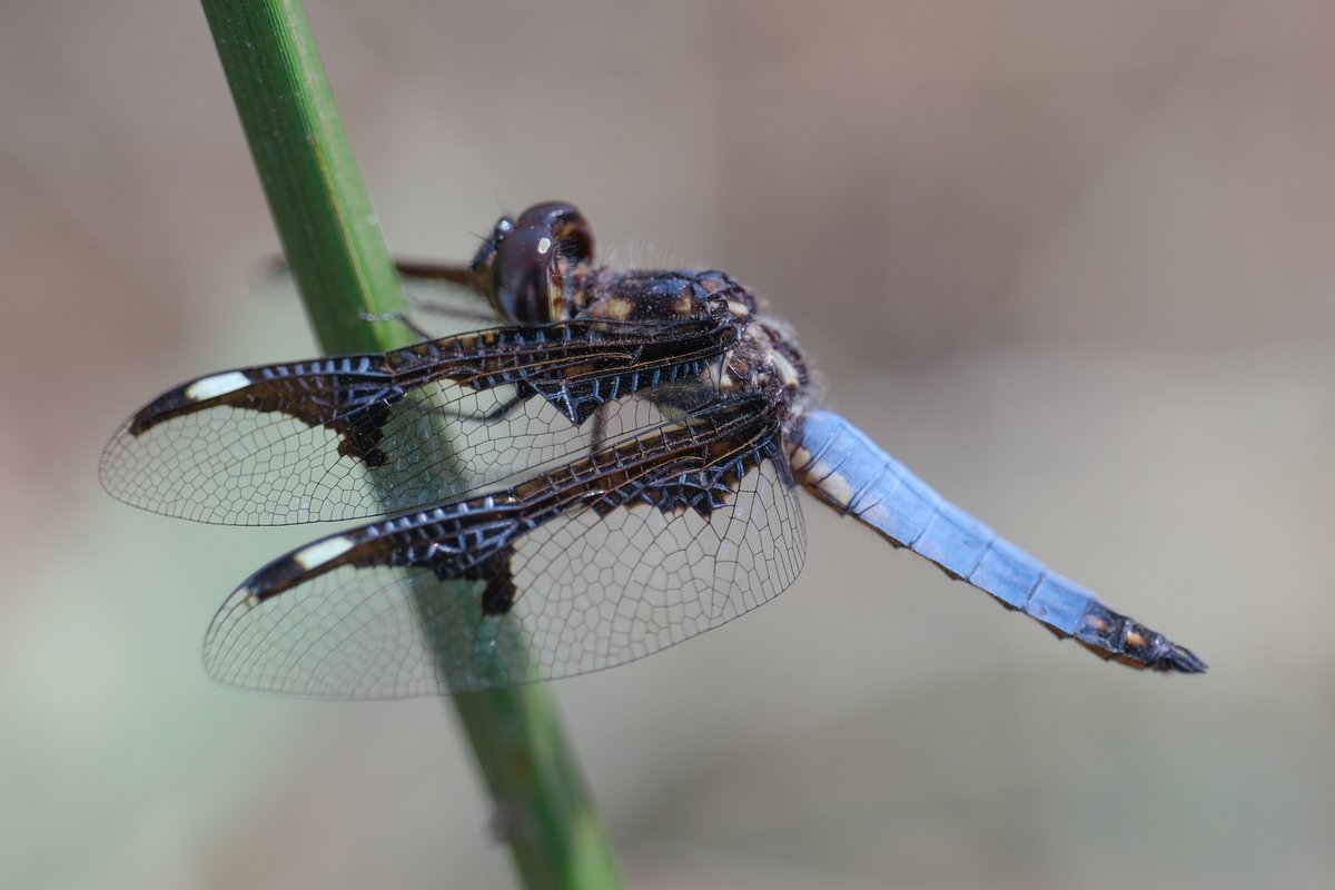 Palpopleura jucunda and Palpopleura portia. Two small widow species found in shallow ponds created by artisanal sand mining. Kigali, Rwanda.