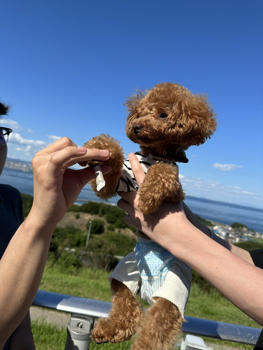yaminotami's tweet photo. 淡路島　超オススメ貸切ヴィラ　
綺麗やし設備も整ってるし犬もOK
めちゃくちゃ楽しめる。
来年も仲間とみんなで行きたい💨 https://t.co/Ym3IwnQuzF