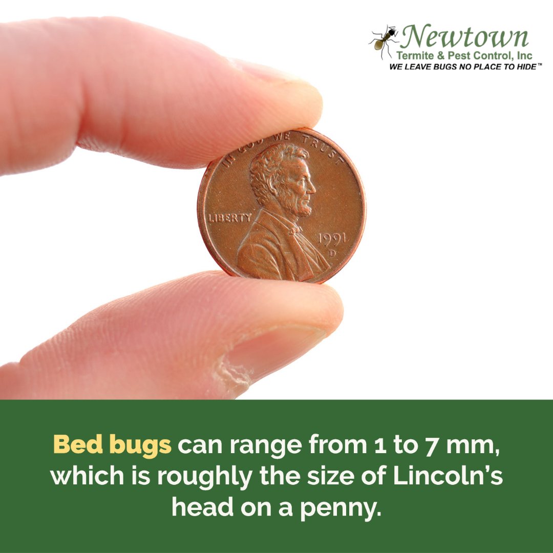 Newtown_Pest's tweet image. Due to the bed bug’s small size, it’s important to keep a close eye out for them and any other signs of their presence.
.
.
#bedbugs #bedbuginfestation #pestcontrol #pestcontroladvice #pestmanagement #bedbugcontrol #bloodsuckers #parasites