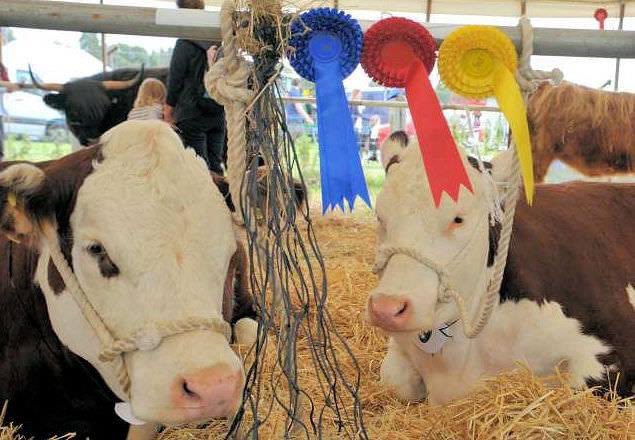 Ripley Show tweet media