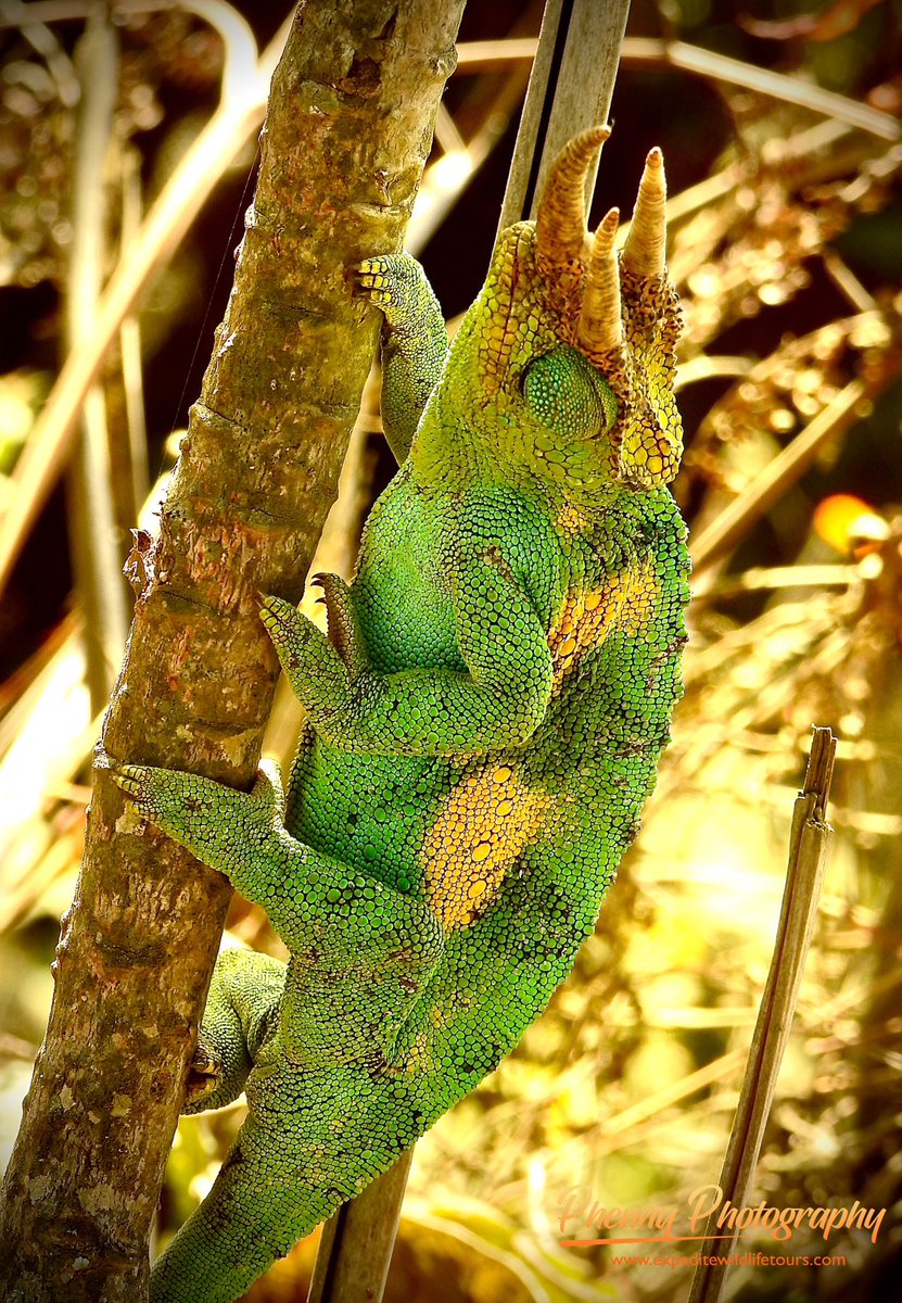 The three-horned Chameleon is one of East Africa’s Endemic species that is mostly found in areas with higher altitudes of at least 1,700 meters above the sea level.  
For your inquiries and bookings👇👇
info@expeditewildlifetours.com
WhatsApp: +256788649334
#nature #chameleon