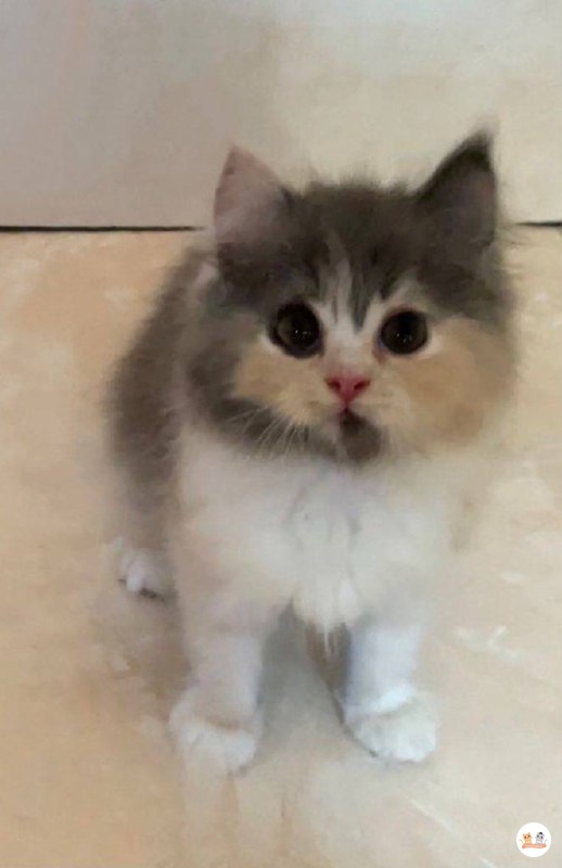 kochengfs's tweet image. 🐈 Hii temen2, kenalin nama aku bilbi.. aku masih umur 2 bulan. salam kenal yaa