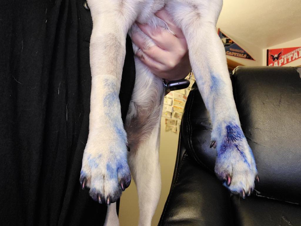 TychoPug's tweet photo. #Throwback The great permanent marker incident of 2020. #inkstain
#TychoPug #SophiaPuggle #centralohiopugclub #Puglife #pug #pugsoftwitter #dog #dogsoftwitter https://t.co/HjOhQsVn0m