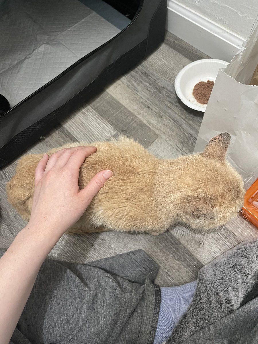 Friends of Bear Cat Rescue tweet media