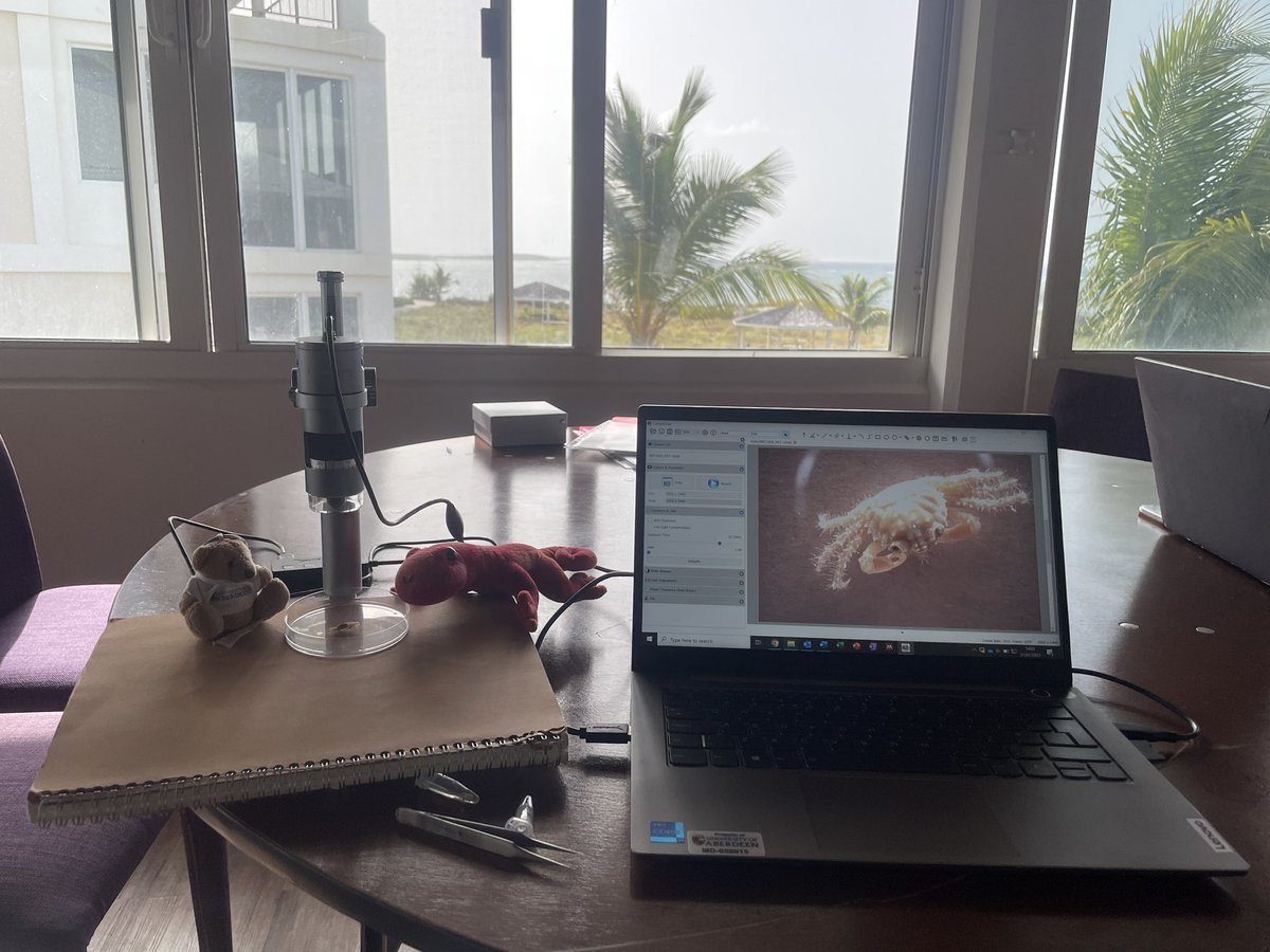 seebeneathesea's tweet photo. A beautiful location for our outreach this morning in #SouthCaicos. Cory from @UoABioSci and Mr Gecko from @promegauk are ready to help the kids learn all about #coral rubble! #scicomm #phdfieldwork #phdlife #sciencecommunication https://t.co/tWpxAgpHqY