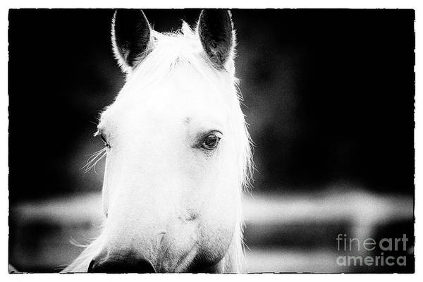 ART for horse lovers here: fineartamerica.com/featured/at-th… #BuyIntoArt #horselovers #equestrianart #fineart #art #AYearForArt #photography #homedecor