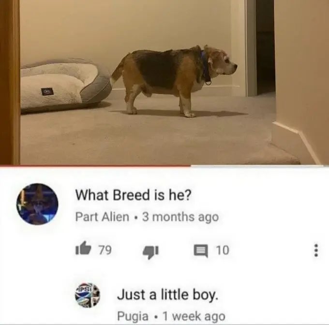 BurnerOfEdges's tweet photo. @DJPie He’s got that dog in him https://t.co/8tdirppAcO