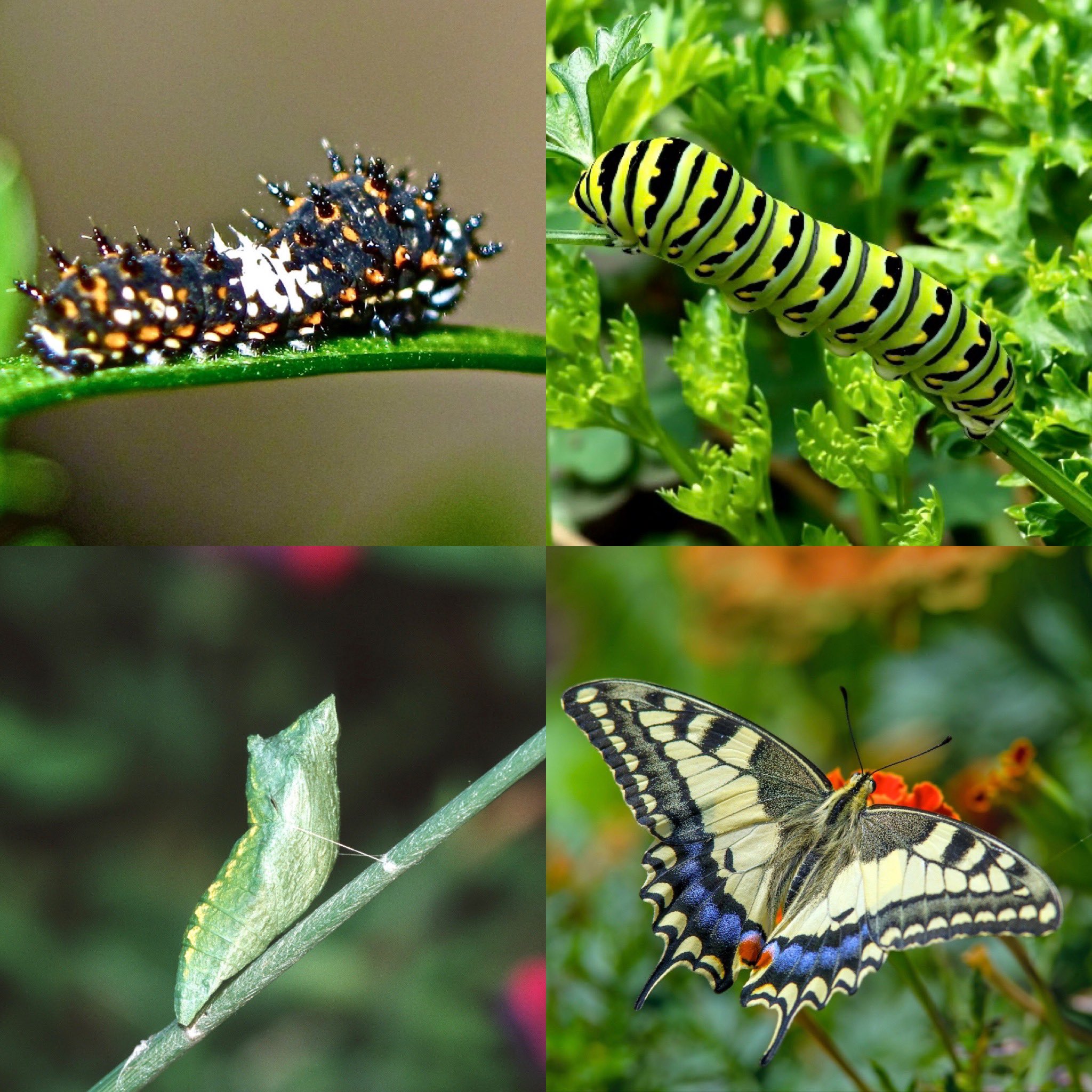 Aerin on Twitter "I’m so enchanted by these guys, so I wanted to share