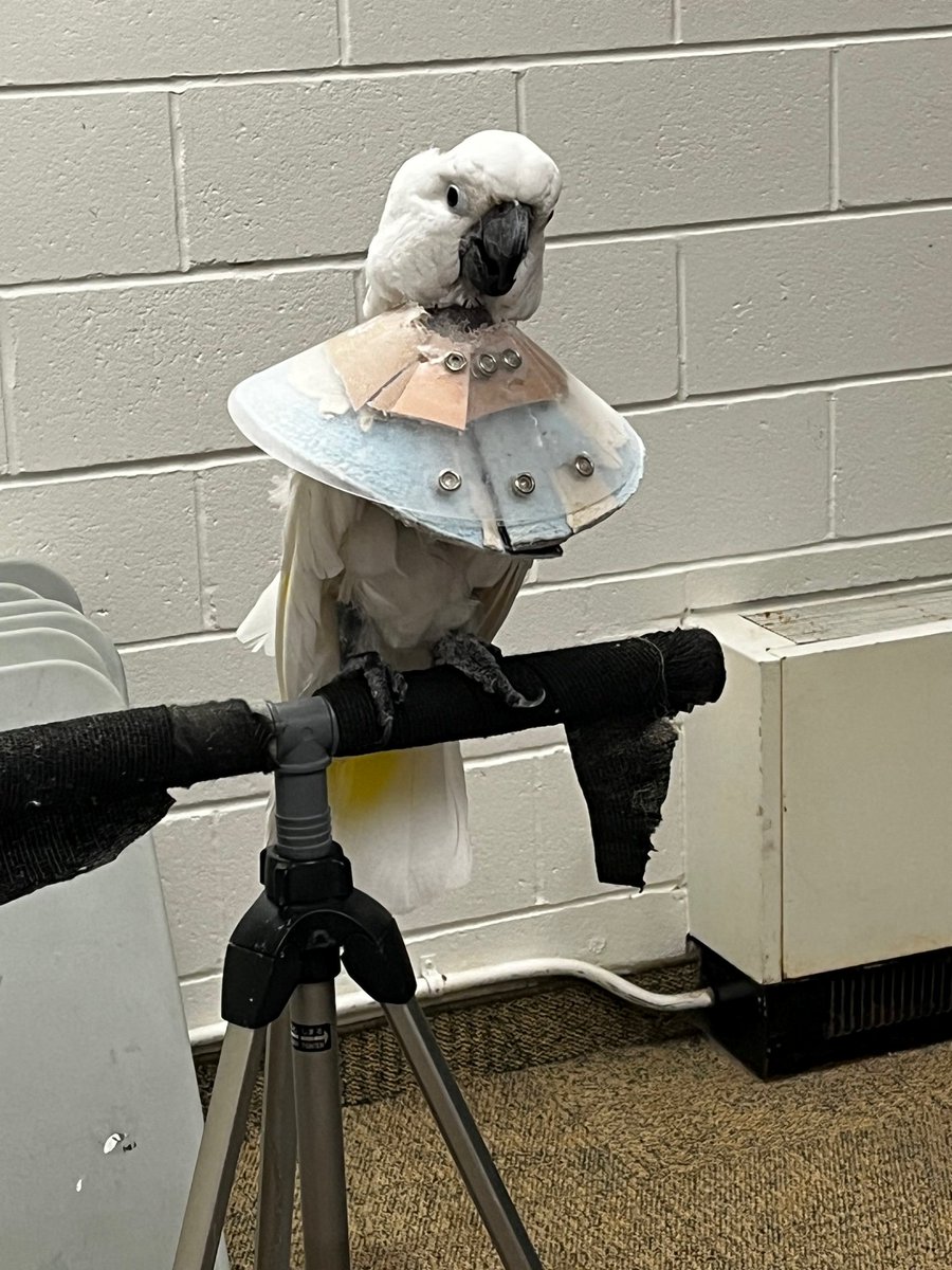 opl_bpo's tweet photo. We all just had the time of our life with @Parrot_Partners at the Hazeldean Branch.  We all loved seeing,  Babe, Mad Max and Bode dance, sing and teach us about Parrot life!!   #Hazeldean #ParrotPartners https://t.co/mh6hwlkTp5