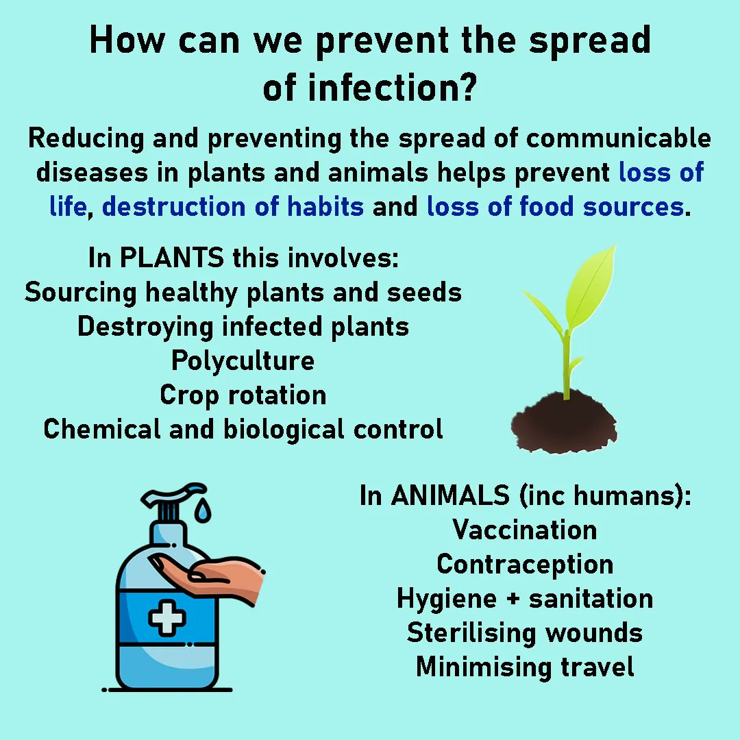 How can we prevent the spread of infections? Think about how we can link this to COVID. #gcse #ocr #biology #healthanddisease #infection #reducingspread #health #infection #hygiene #vaccination #STEM #ioteach
