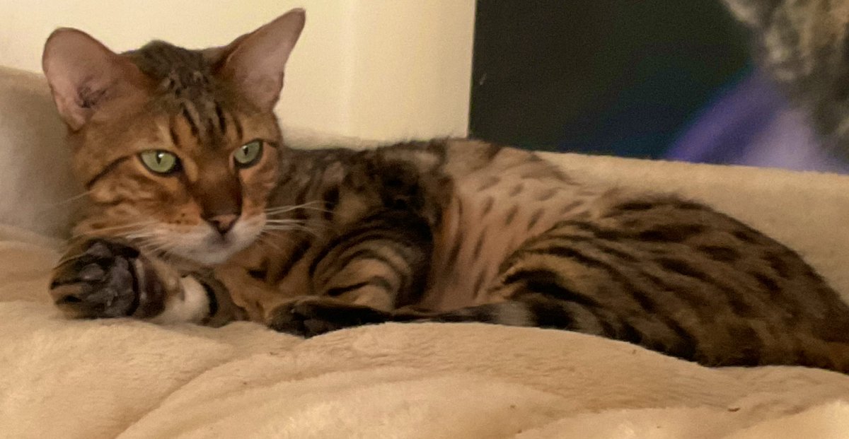 ValinVigo's tweet photo. #catsoftwitter #teambengal #nojumping
No mum. I’m has noes reculekshun of how I’m is got to de top of mine bigge tree. 🤔🤔🤔
I’m noes no jumpin is aloud, cos of mine stichis. 😺😺😹😹😹😹 https://t.co/4BTvfYmavE