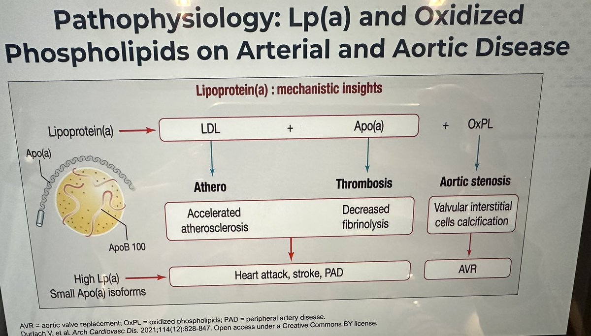 HanchateShivani's tweet image. From @DrHeatherJohn at #ASPC23: Important to 🗣️ discuss w/ our pts that 1️⃣ Lp(a) is 70-90% predominantly genetically determined 🤯2️⃣ a causal risk factor of CVD &amp;amp; AS @CardioNerds