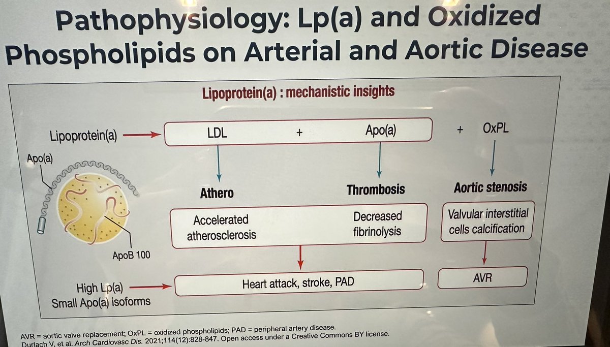 From @DrHeatherJohn at #ASPC23: Important to 🗣️ discuss w/ our pts that 1️⃣ Lp(a) is 70-90% predominantly genetically determined 🤯2️⃣ a causal risk factor of CVD & AS @CardioNerds