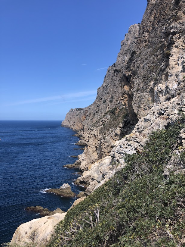 chozas_sergio's tweet photo. These spectacular cliffs of the Serra da #Arrabida are home to the endemisms Convolvulus fernandesii and Euphorbia pedroi: they do not occur naturally in any other part of the world!! #Portugal https://t.co/rsEbBtYfc8 https://t.co/SvdYcEoPbc #isthisreallywork https://t.co/1tf9RFHnvw