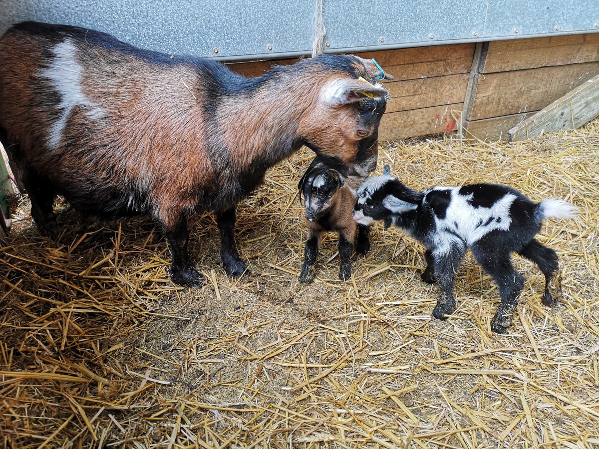Our second pair of Pygmy kids were born this morning! 😍 They have such lovely colours and markings! Two more nannies are due to kid any day now. 🐐 🐐

#pygmygoats #pygmygoatkids #goats #rovesfarm #swindon #wiltshire #oxfordshire #summer #summerholidays #summeractivities
