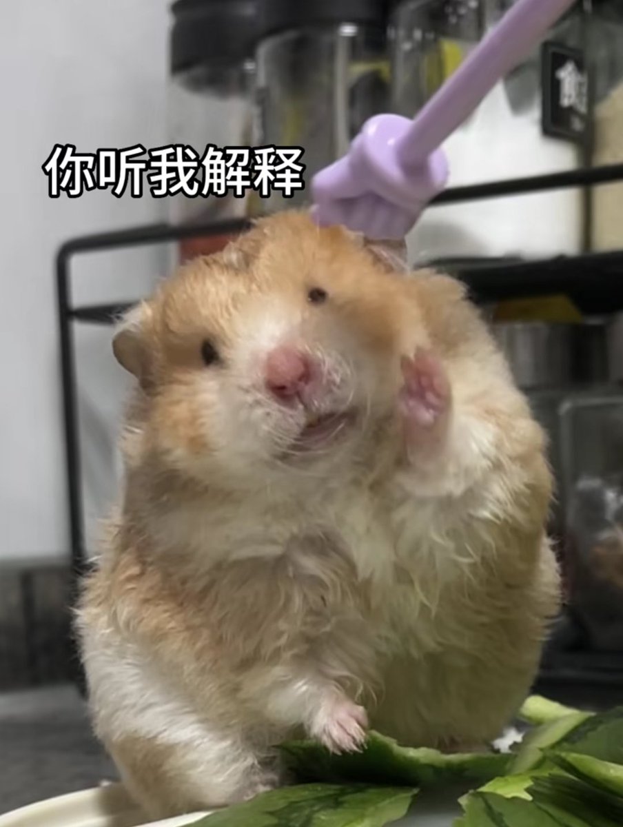 xiahefeng1's tweet photo. 最近很喜歡可愛的倉鼠表情包( • ̀ω•́ )✧ https://t.co/oX5kYhZQx5