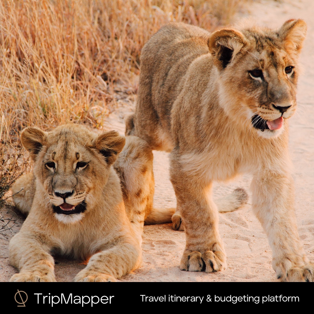 TripMapper tweet media