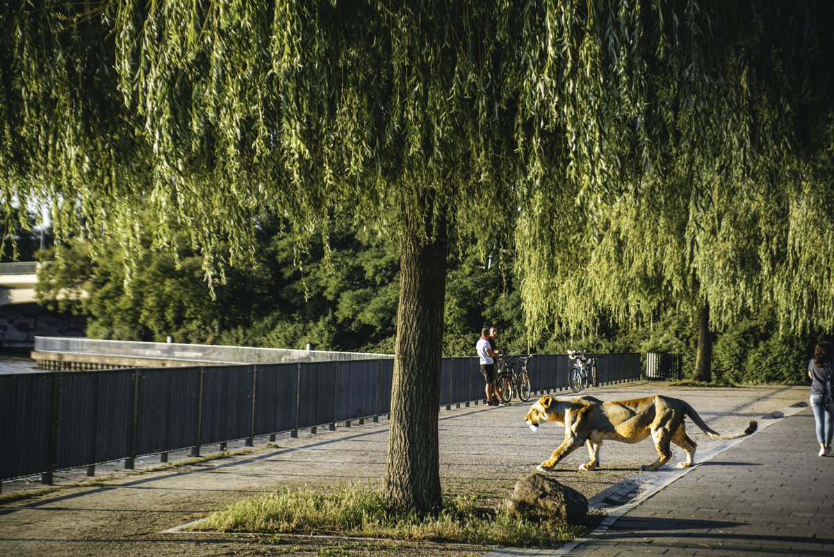 berlinartdesign's tweet photo. Die #Löwin war ein #Wildschwein, was bleibt sind die vielen kreativen Posts. Mein Beitrag dazu in Bildform #kleinmachnow #berlinlion #berlin https://t.co/mhVezoKZlM