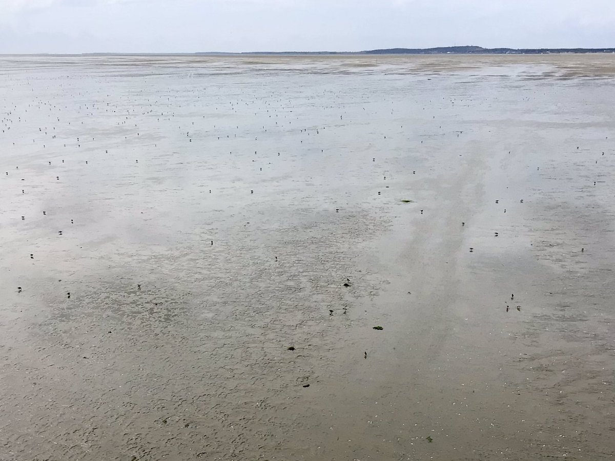 Vandaag weer gestart als #wadwachter op #Richel. Na een forse hagelbui, komen bij eb de Bonte strandlopers en Drieteenstrandlopers al eten zoekend naar ons toe gewandeld. Mooi werk voor de natuur en <a href="/RWS_NN/">Rijkswaterstaat Noord-Nederland</a>