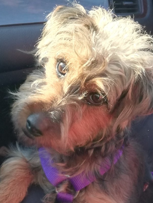 mari020262's tweet photo. #DiaMundialDelPerro https://t.co/qcw8SSx2tZ