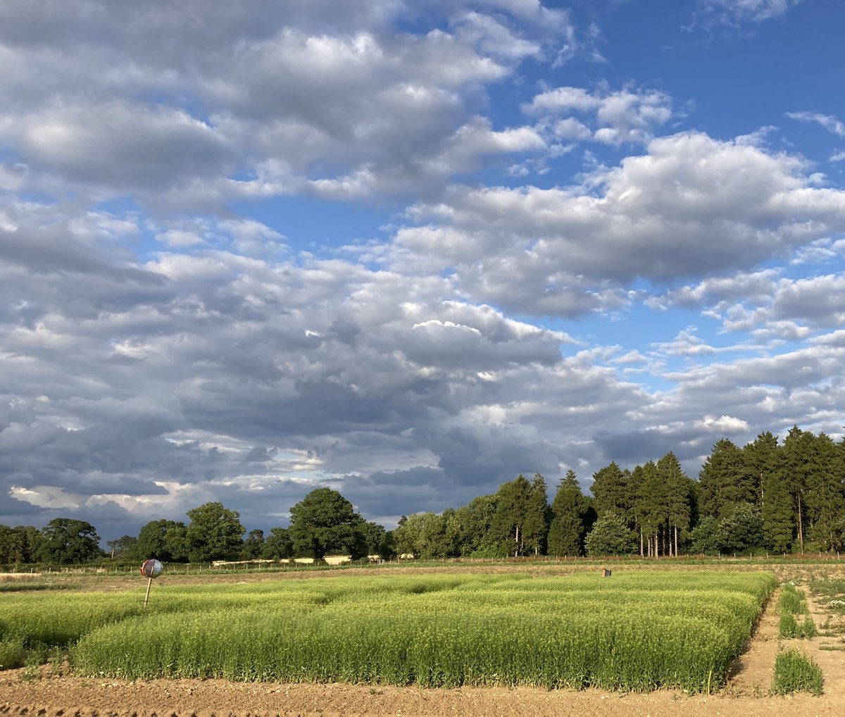 JohnathanNapie1's tweet photo. Our GM camelina making omega-3 fish oils and looking great in this atmospheric photo. Having a plant that makes EPA+DHA means we don't need to deplete the ocean's fish stocks, and provides a clean &amp; sustainable source of these important nutrients. @Yield10Bio https://t.co/5YTNztcTnP