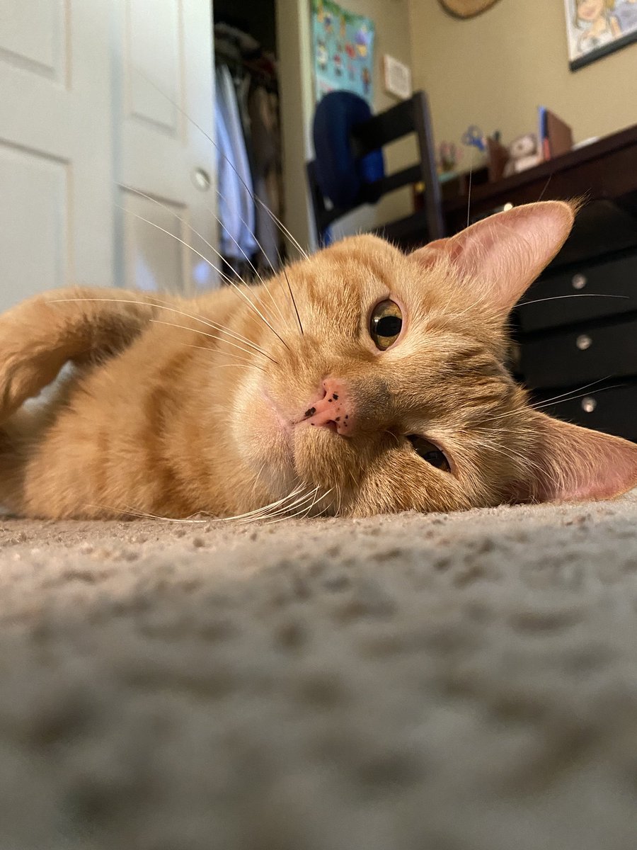 kittygi51187082's tweet photo. slow morning https://t.co/9Bk8CoNY0B