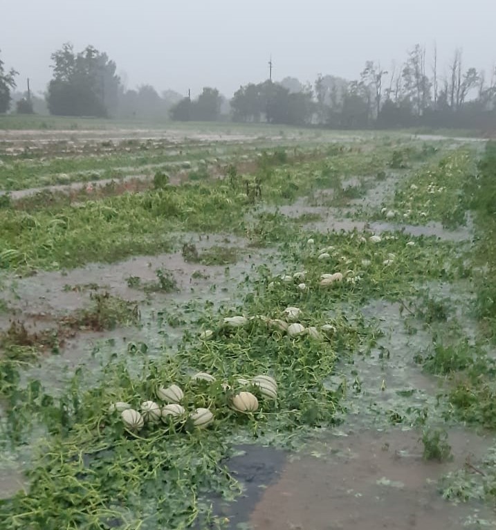 Tetti scoperchiati, alberi abbattuti e coltivazioni in campo allettate e parzialmente rovinate: sono queste le segnalazioni di danni in campagna che ...
.
#agroalimentare #attualitàmilano #coldiretti #cronaca #mais #meteo #milanoattualità #newslombardi

gazzettadimilano.it/top-news/malte…