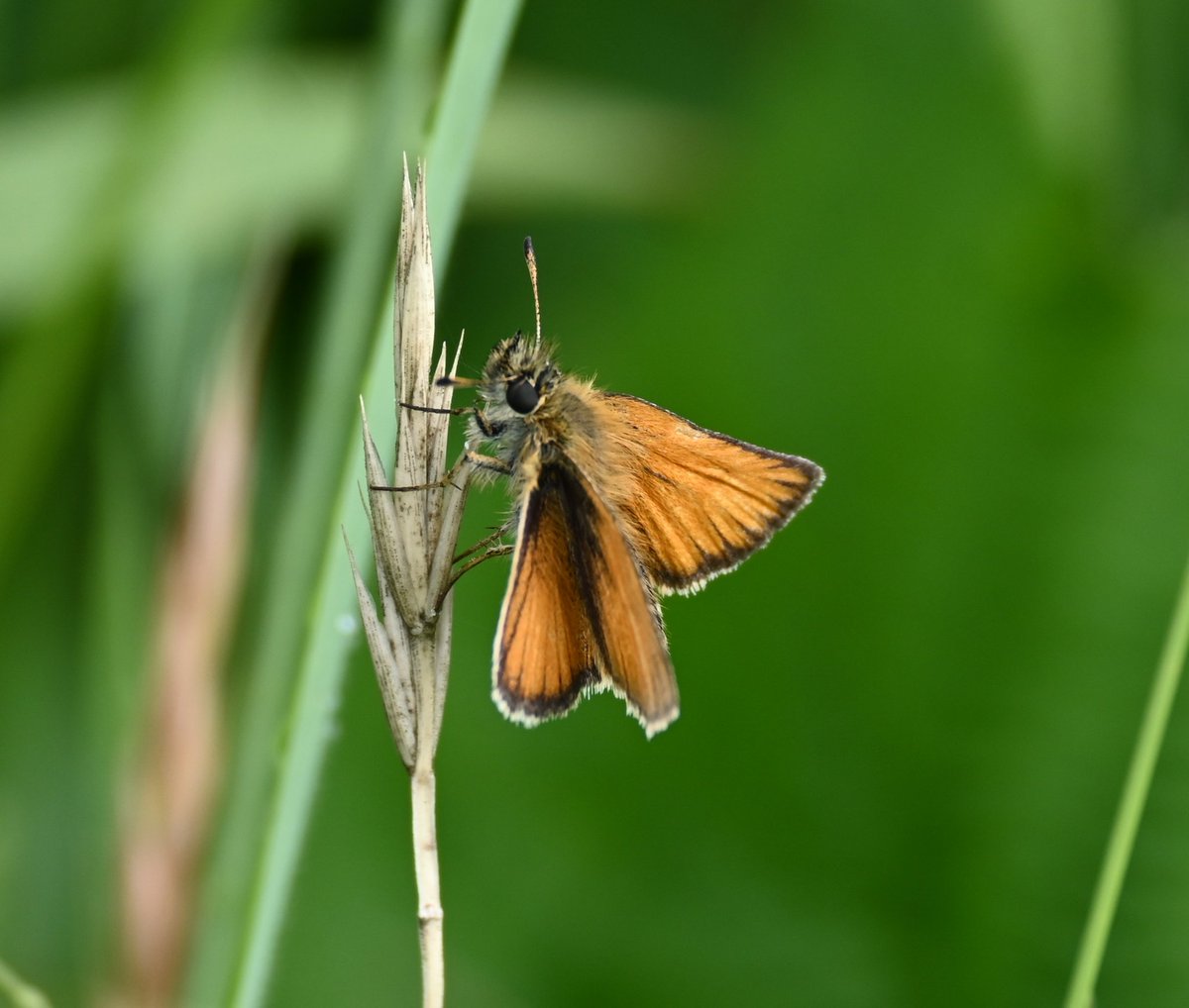 Impressive selection of butterflies around Ely today, including marbled white, Essex skipper and an unexpected small copper striking a pose <a href="/ElyWildspace/">Ely Wildspace</a> <a href="/SpottedInEly/">Spotted In Ely</a> <a href="/savebutterflies/">Butterfly Conservation 🦋</a>