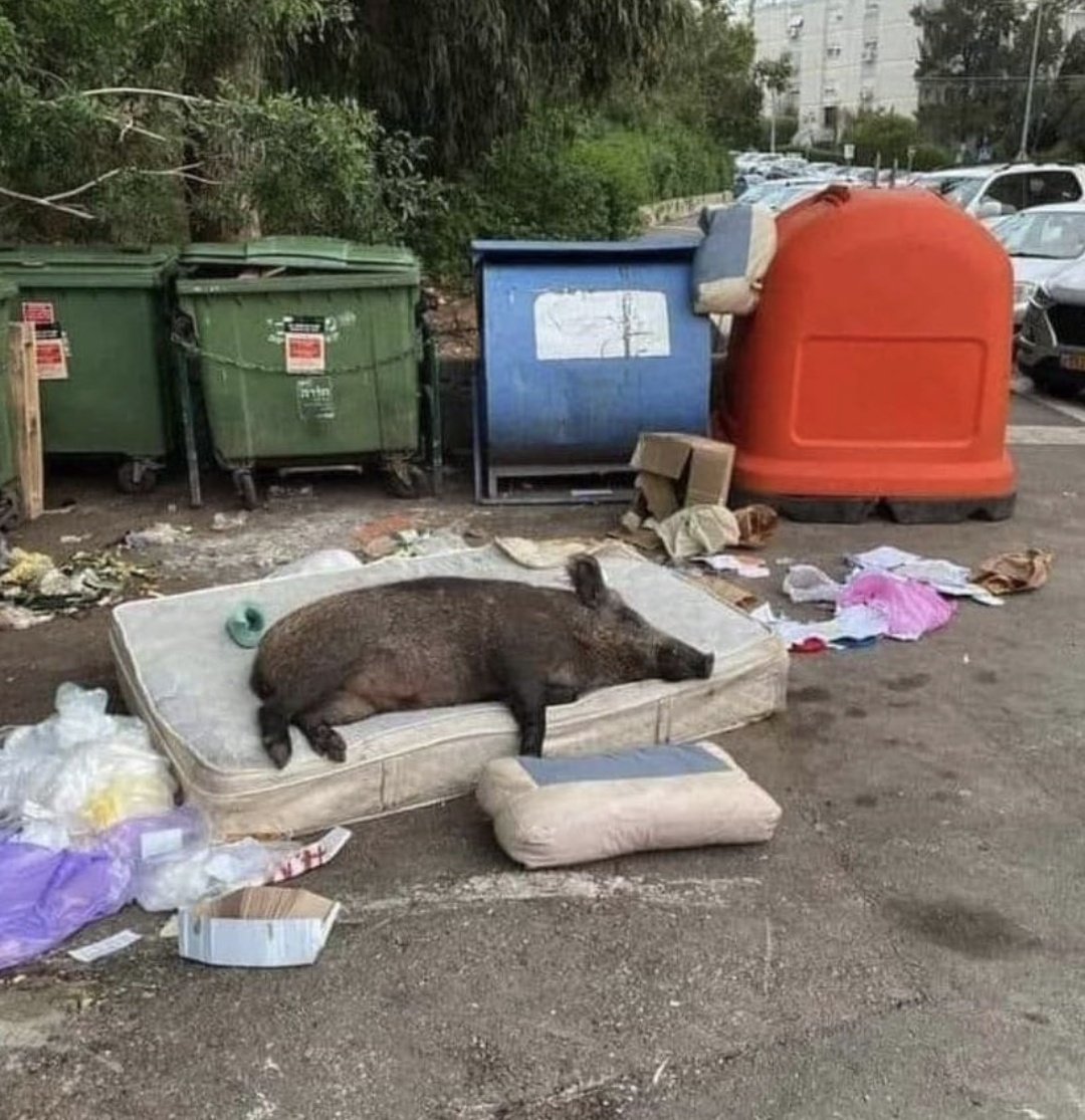 Councilman Kroketti | Weinschorle Connoisseur tweet media