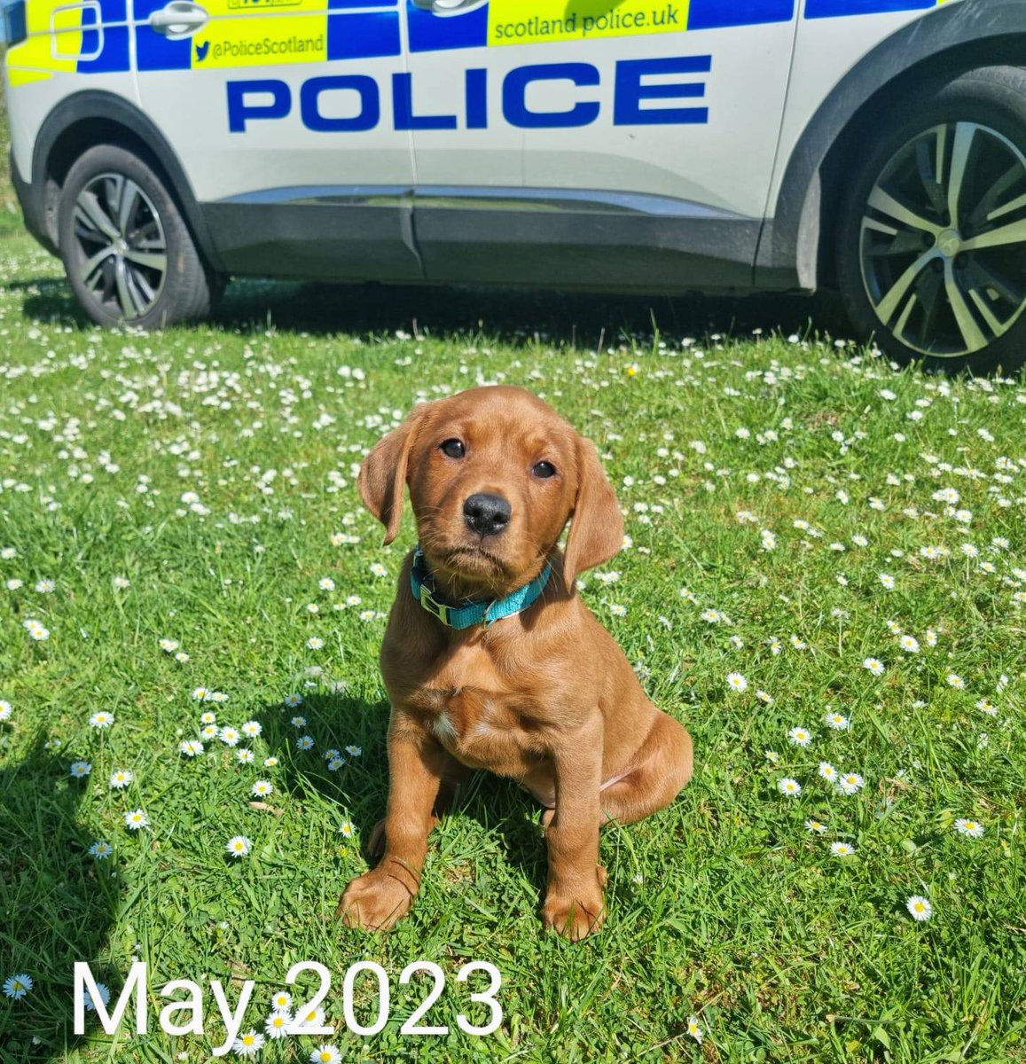 PSOSDogs's tweet photo. Cute puppy update. Remember #PDWillow our Victim Recovery Dog in training? Well she's been busy getting socialised in &amp; around the Highlands. It's so important to socialise any pup so she's visited the airport &amp; numerous farms recently. She's getting a Grade A for performance.🌟 https://t.co/HYxBlbPejs