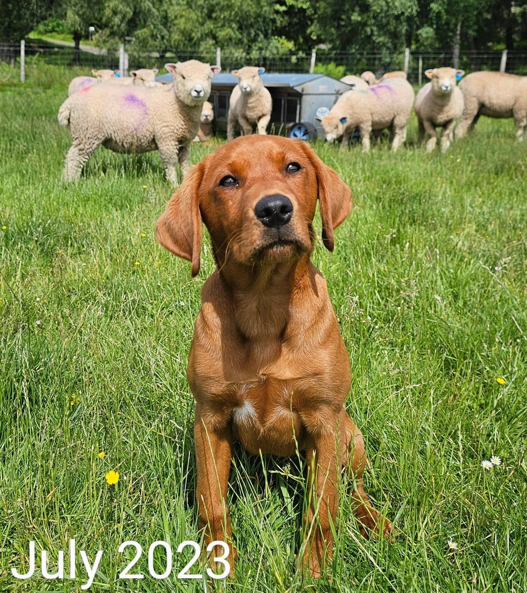 PSOSDogs's tweet photo. Cute puppy update. Remember #PDWillow our Victim Recovery Dog in training? Well she's been busy getting socialised in &amp; around the Highlands. It's so important to socialise any pup so she's visited the airport &amp; numerous farms recently. She's getting a Grade A for performance.🌟 https://t.co/HYxBlbPejs